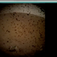 A screenshot of the first image taken by Mars Insight and relayed by MarCO. The image is obscured by a transparent dust cover that will be removed.
